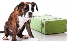 pet passport - puppy sat next to suitcase