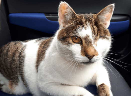 cat