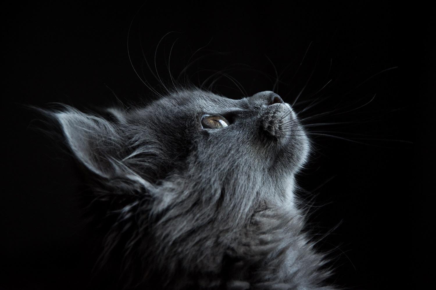 feline-friendly-062c415948d3f9(1)