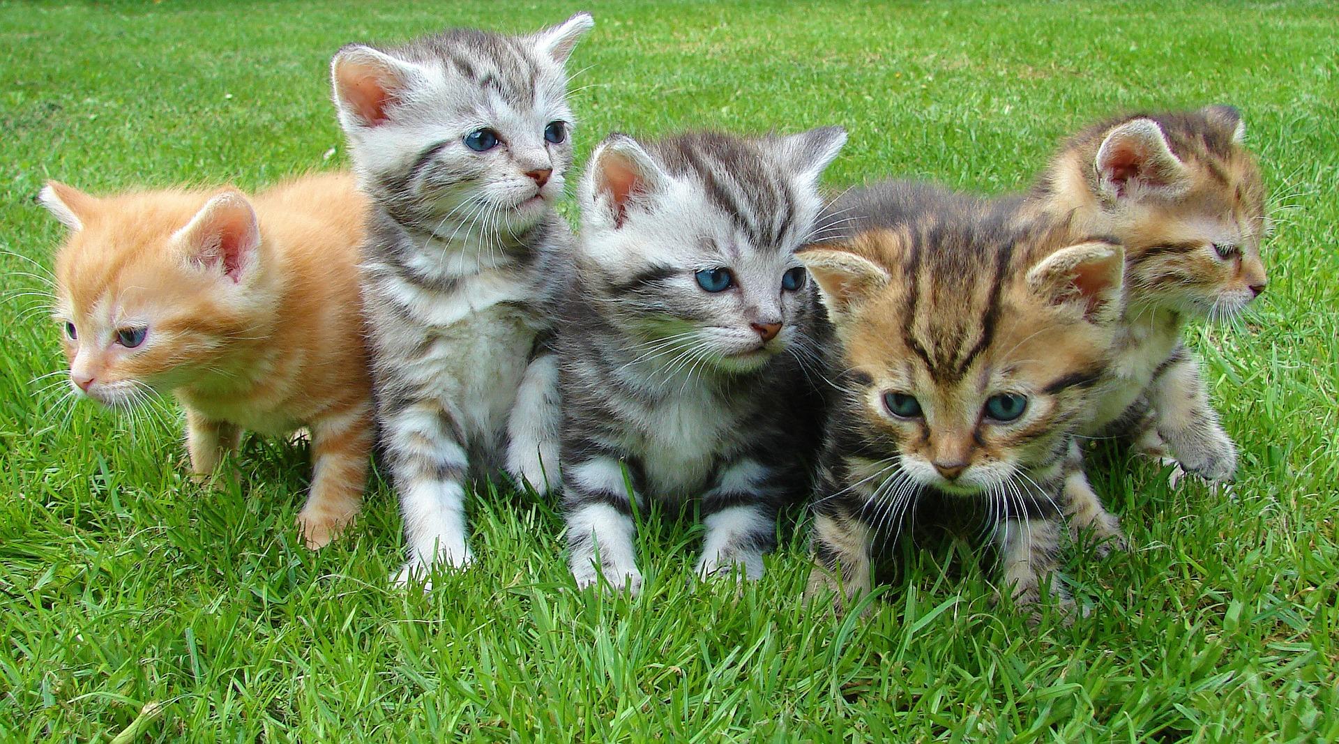 kitten-packs-062c415cd589d1(1)