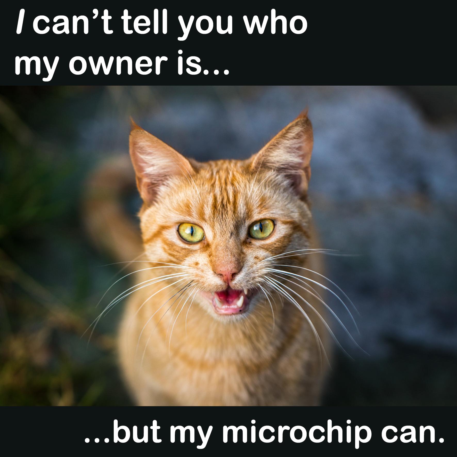 microchipping-062c415c61f1c1(1)