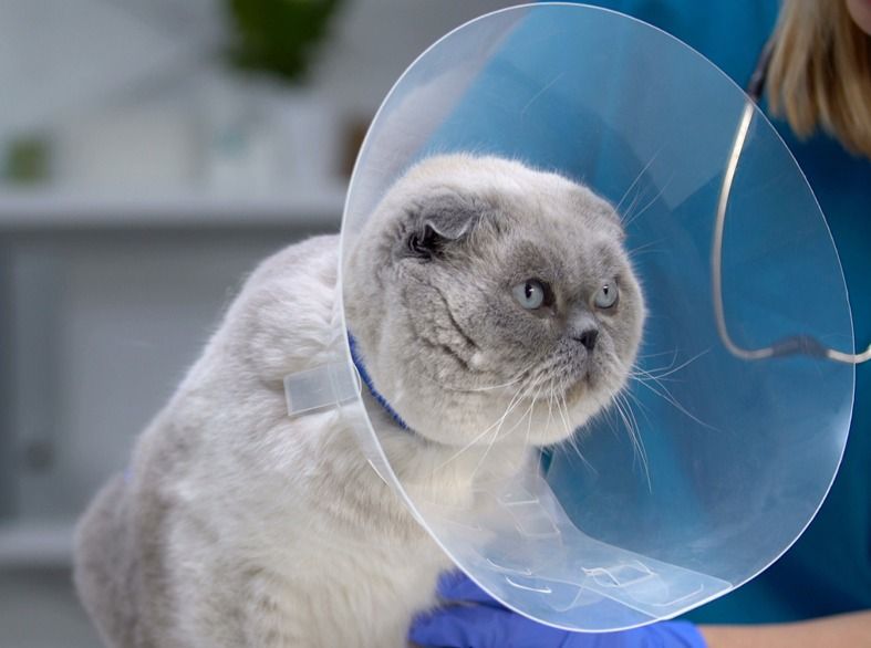 neutering-your-pet-062c415ca61b07