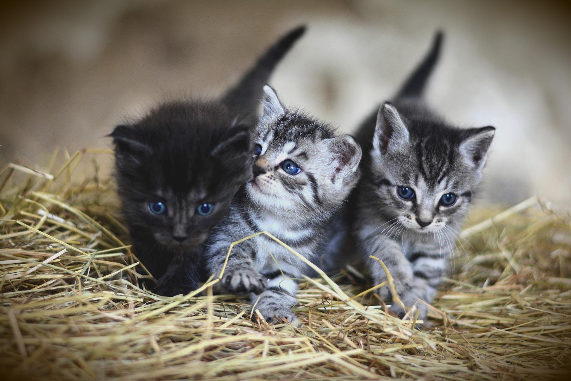 new-kitten-062c4159d72d4a(1)