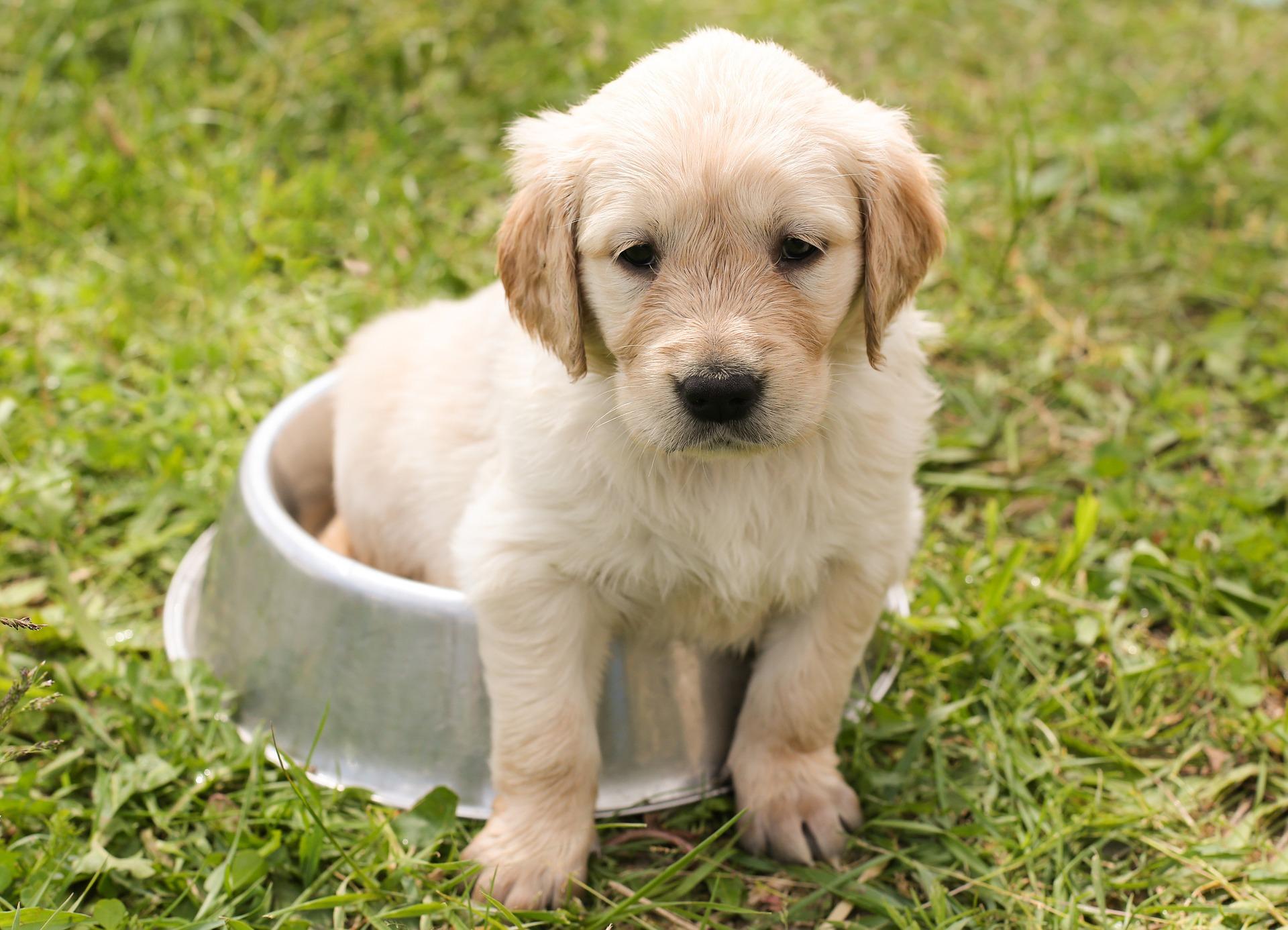 new-puppy-062c415a04f9d8(1)
