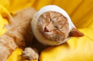 pet-insurance-062c415913dbdc(1)