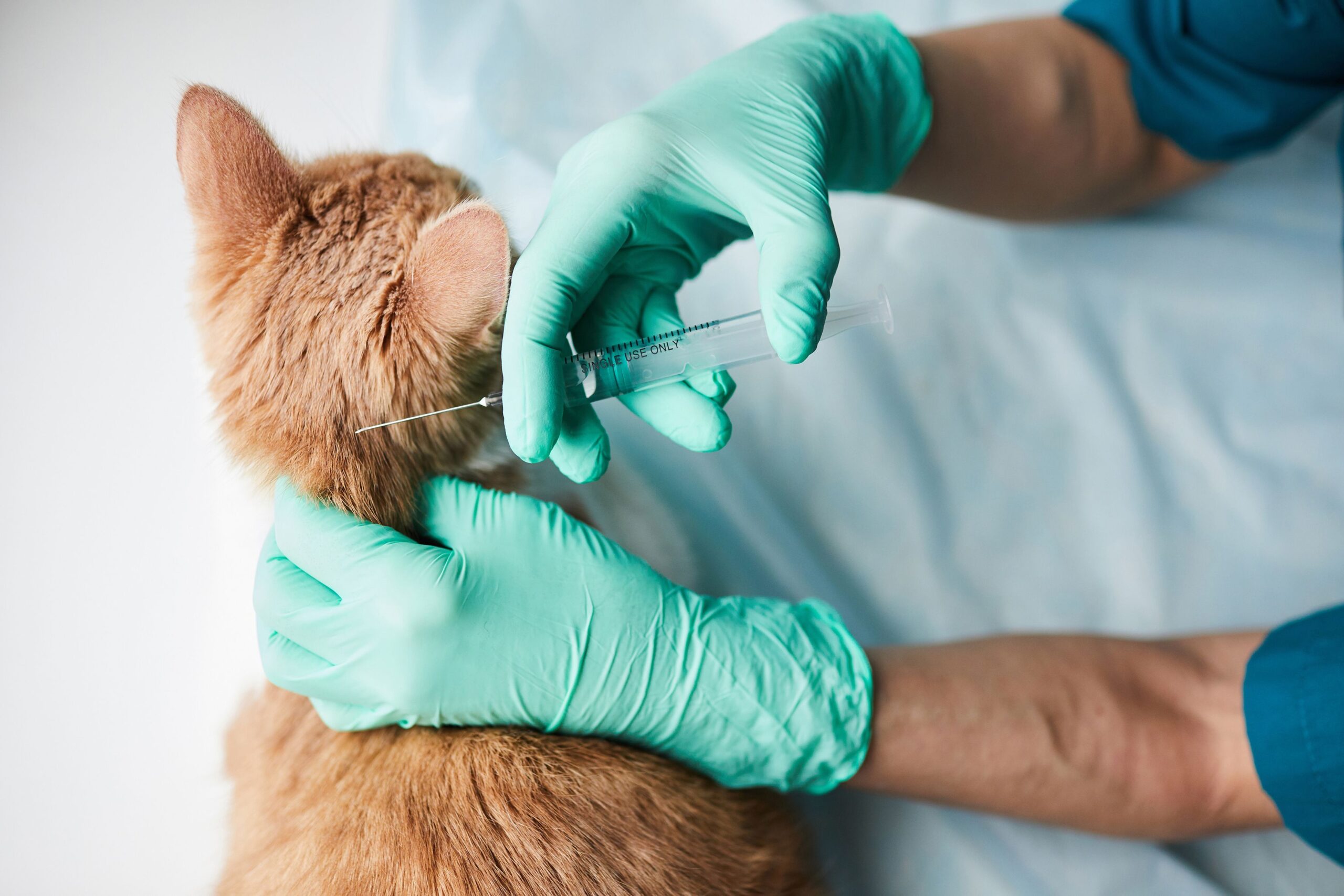 pet-vaccinations-062c415d2e98cf