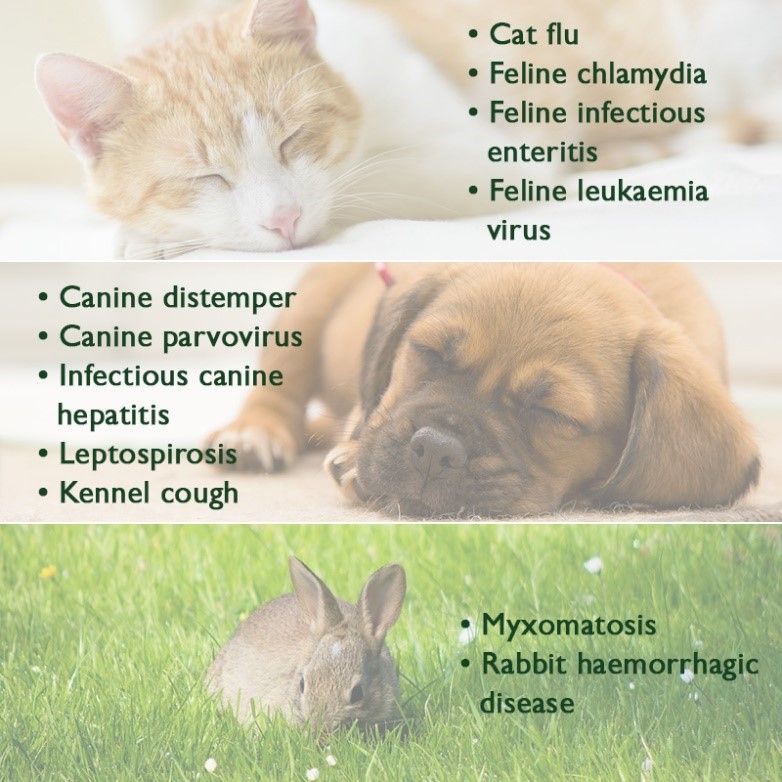 pet-vaccinations-062c415d389ea5
