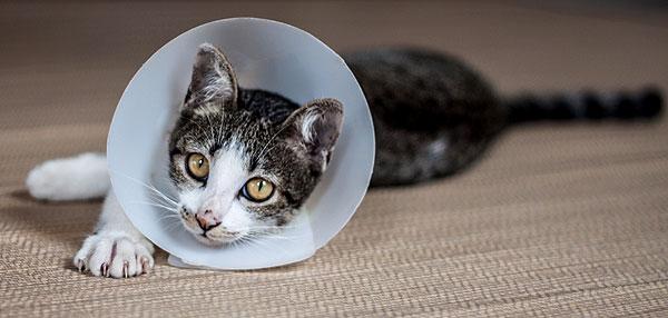 post-op-advice-062c4158a4a337(1)