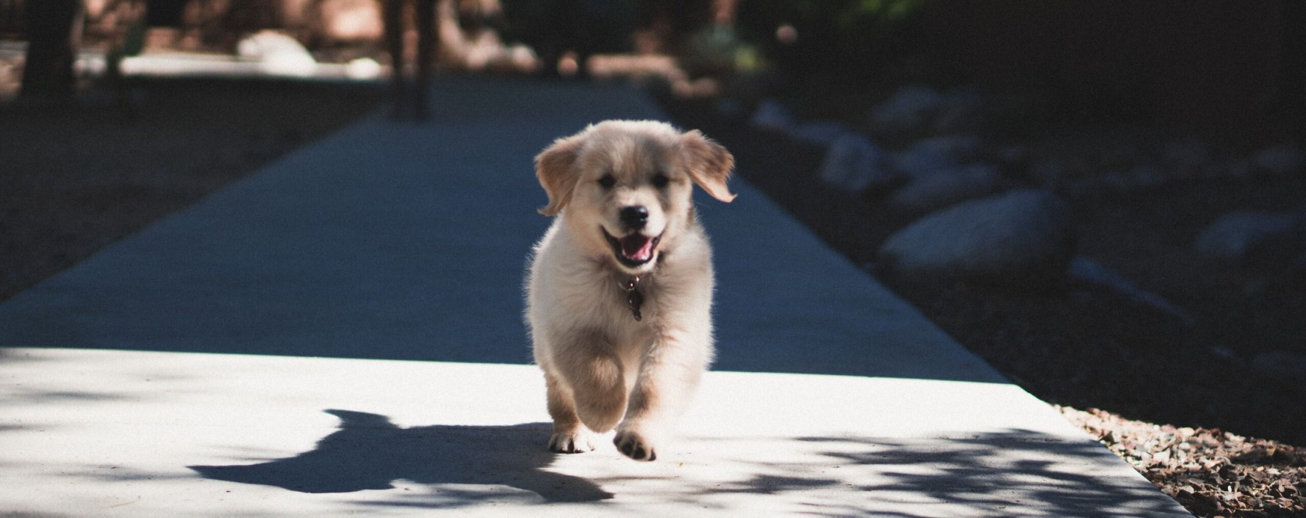 puppy-packs-062c415d052df5