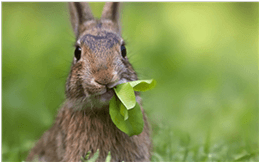 rabbit-care-062c4159a580b1(1)