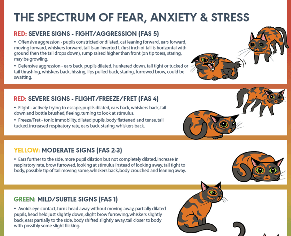 stress-in-cats-062c415691f2b8(1)