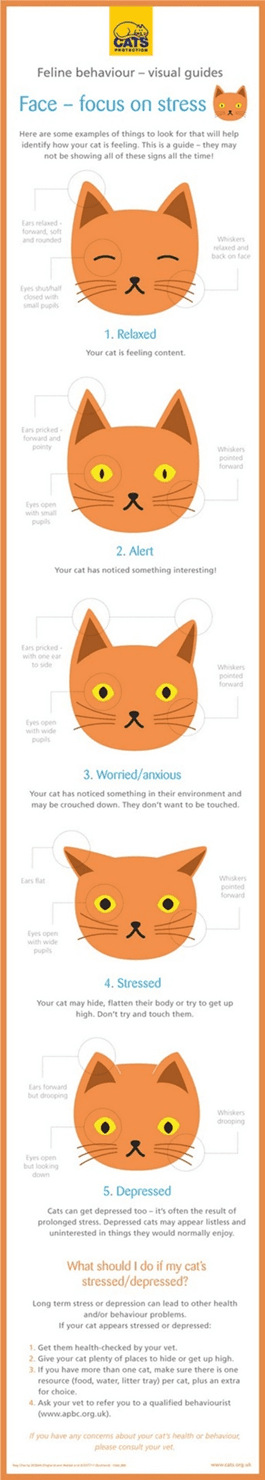 stress-in-cats-162c415698b3b7