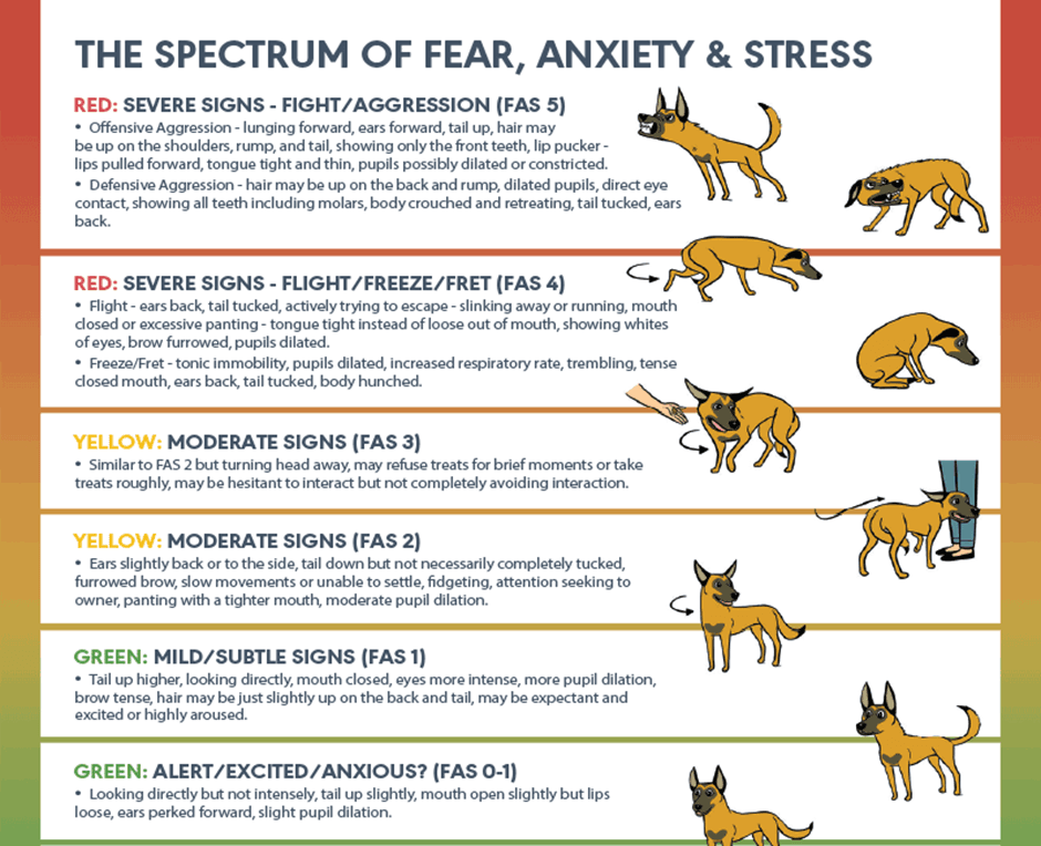 stress-in-dogs-062c4156d0a143(1)