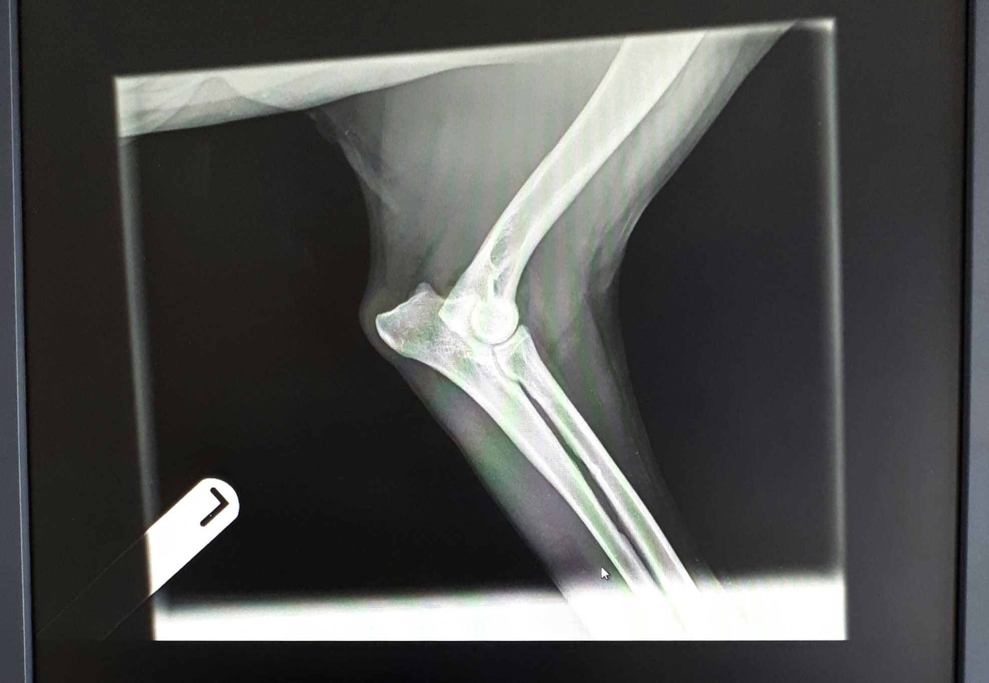 ultrasound-and-x-ray-062c415b7806ed