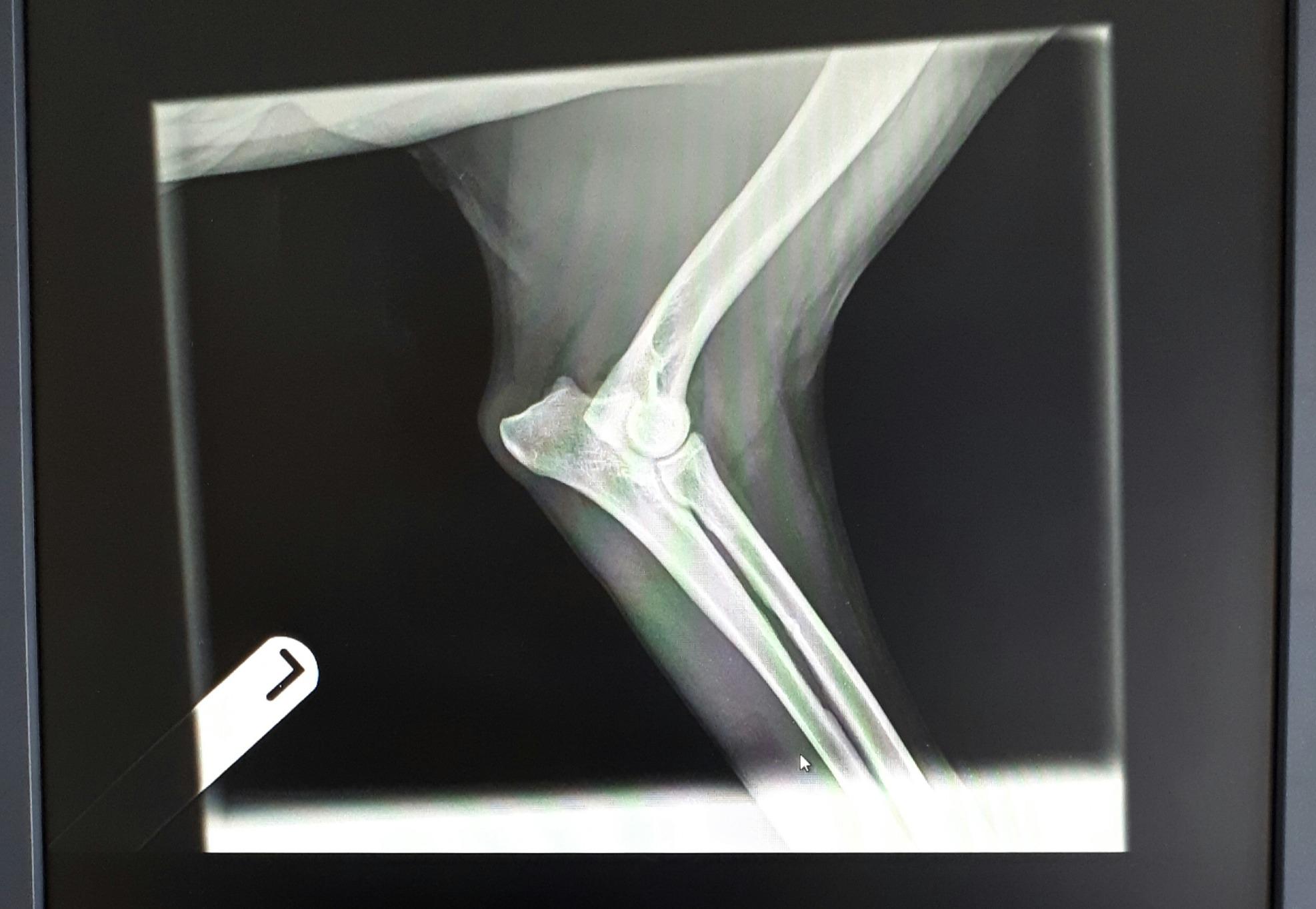 ultrasound-and-x-ray-062c415b7806ed(1)
