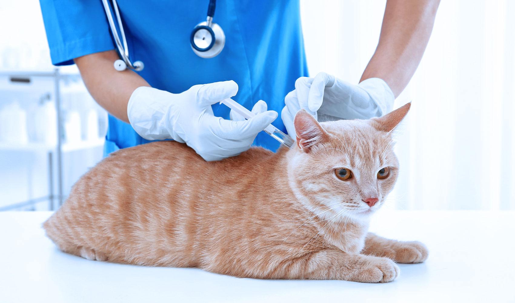 vaccinations