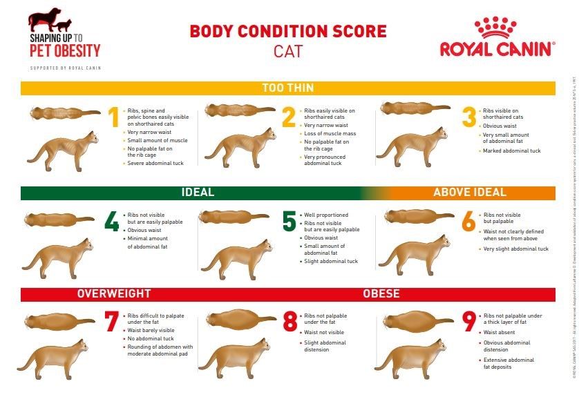 weight-loss-advice-1-162c4158025e0e