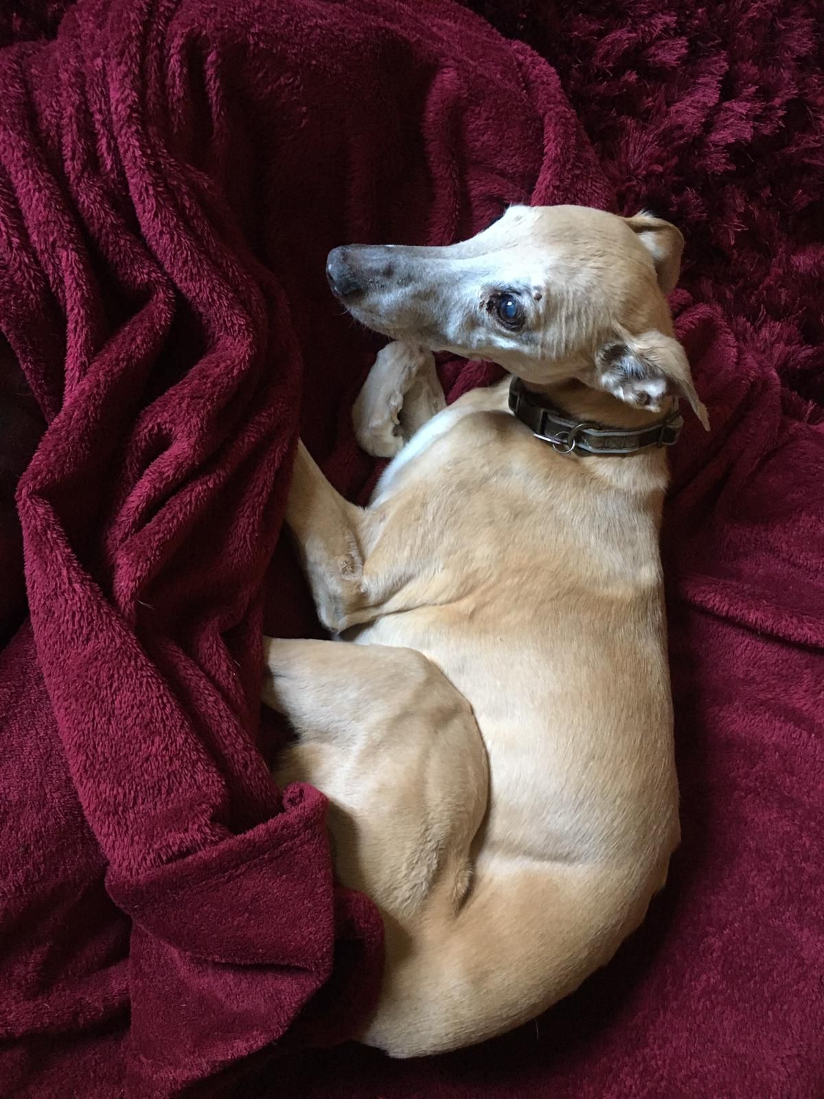 your-older-pet-062c4157b526db