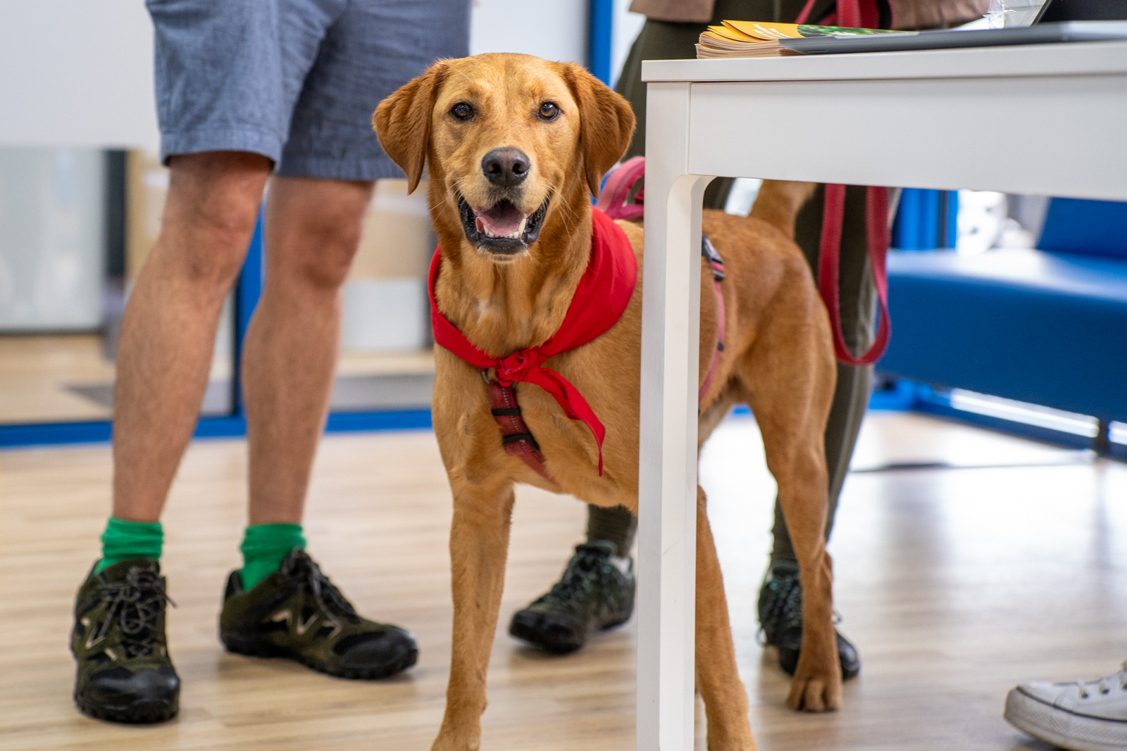 Caerphilly Veterinary clinic (Web) 118