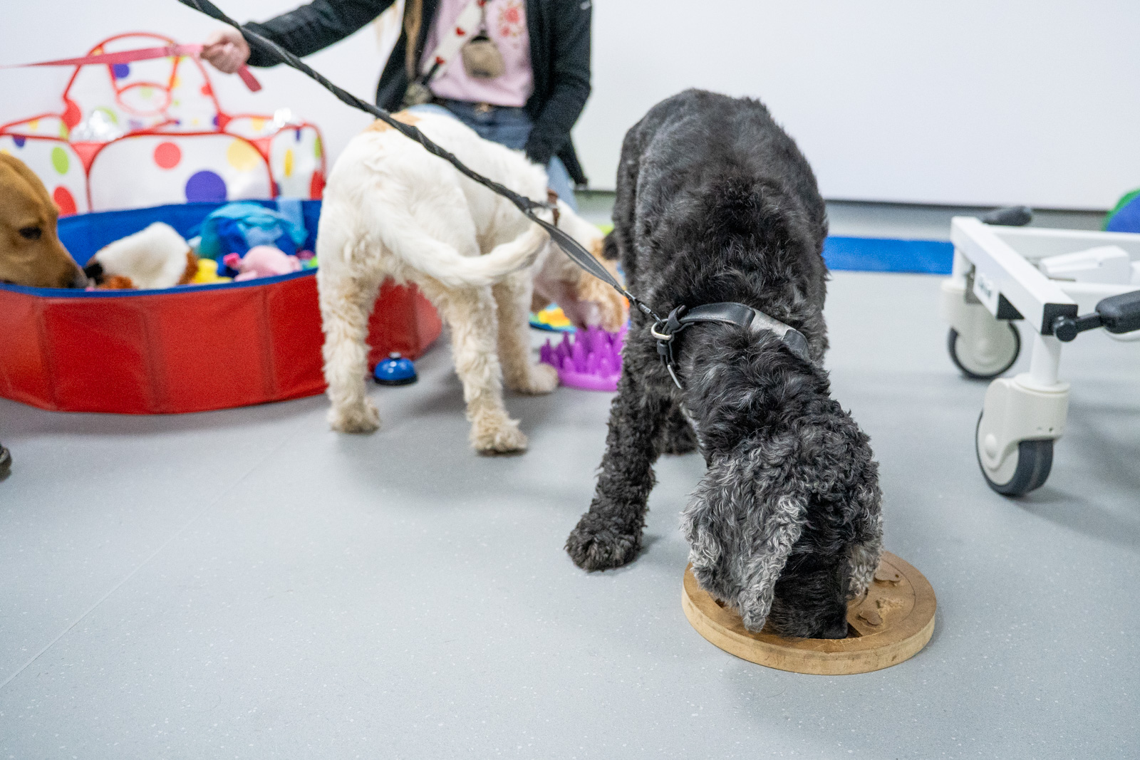 Caerphilly Veterinary clinic (Web) 152