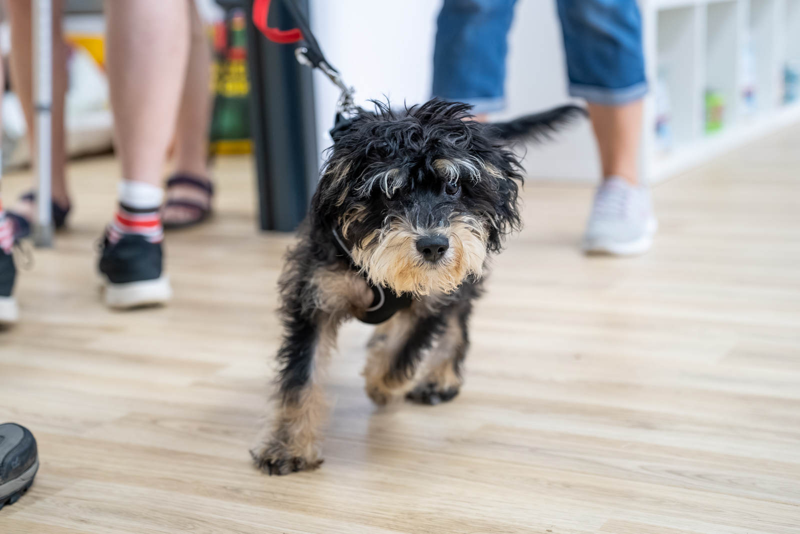 Caerphilly Veterinary clinic (Web) 166