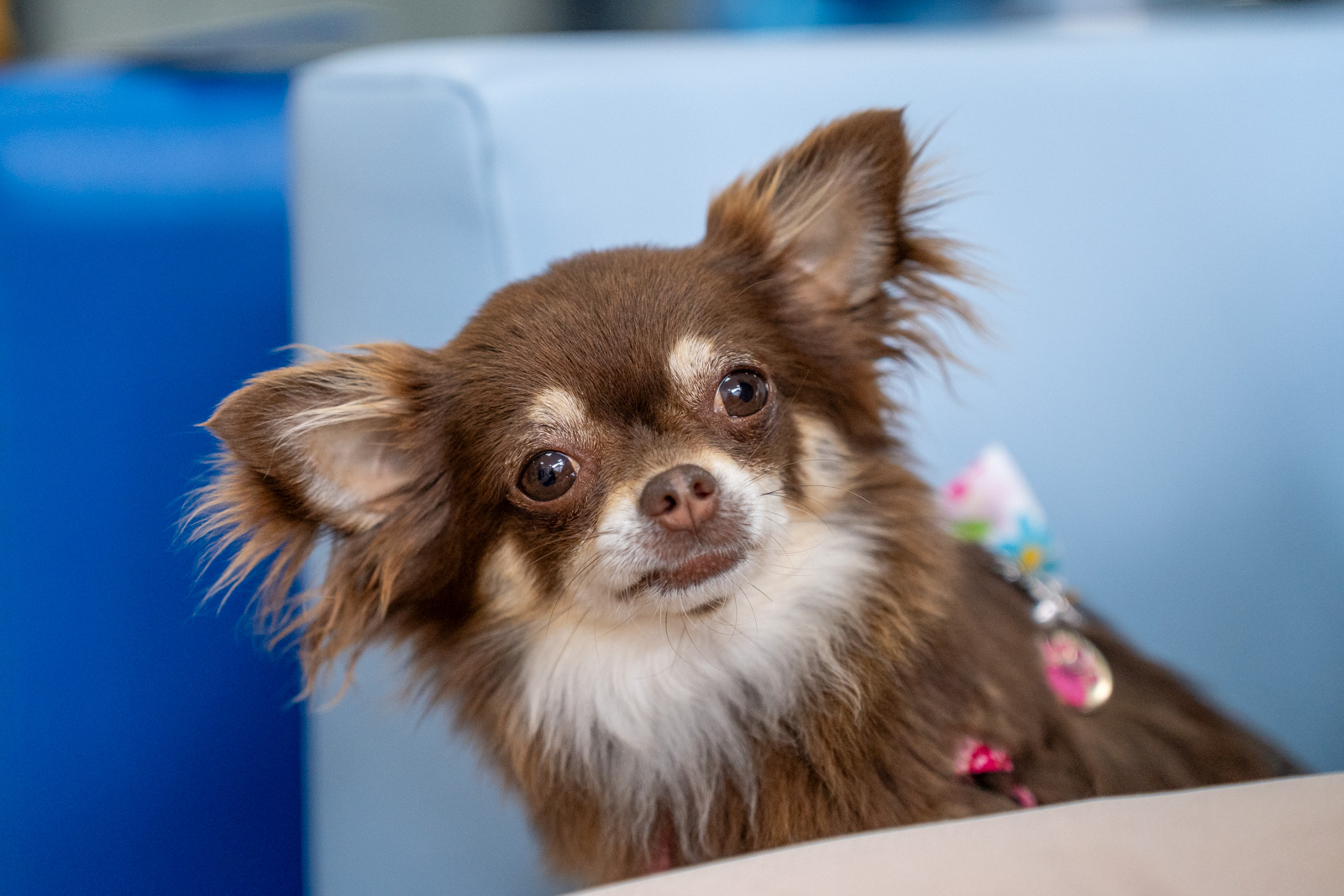 Caerphilly Veterinary clinic (Web) 179