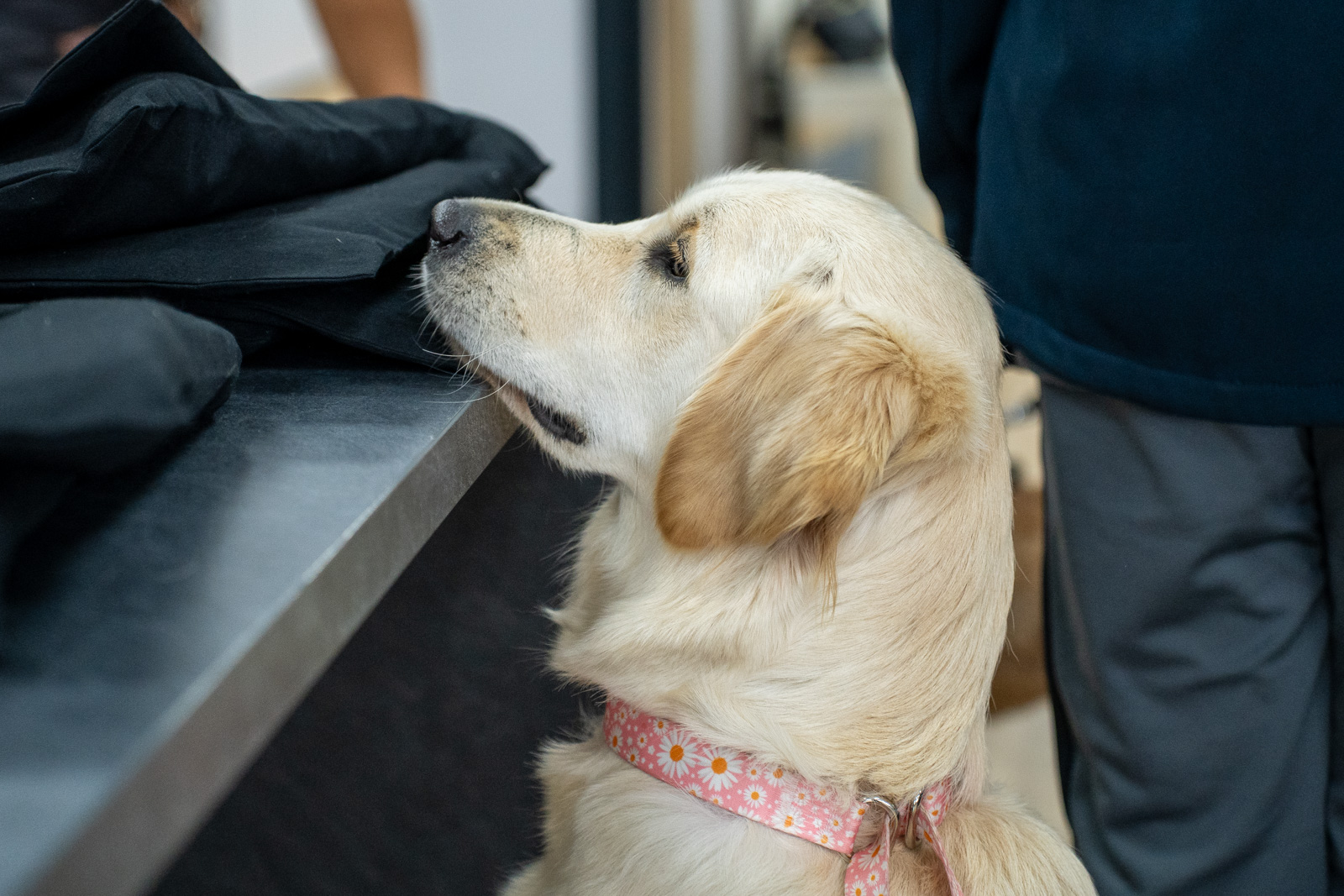 Caerphilly Veterinary clinic (Web) 180