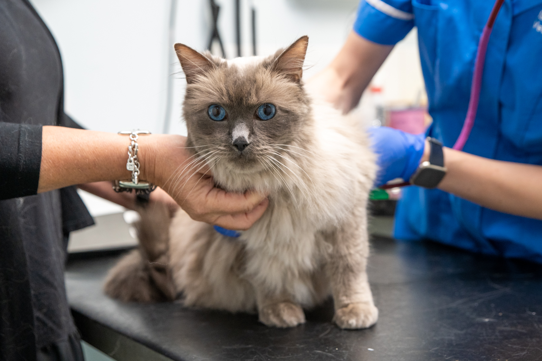 Tay Valley Vets (Web) 085